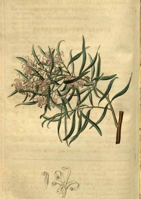 Reproducción/Reproduction 35207904576: Curtis's botanical magazine.. London ; New York [etc.] :Academic Press [etc.]