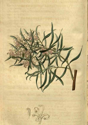 Reproducción/Reproduction 35207904576: Curtis's botanical magazine.. London ; New York [etc.] :Academic Press [etc.]
