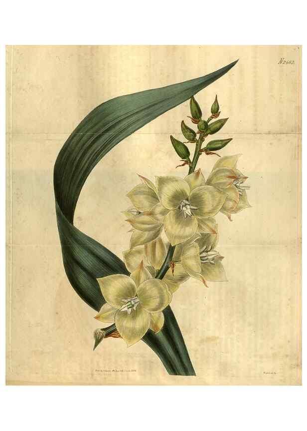 Reproducción/Reproduction 35207905996: Curtis's botanical magazine.. London ; New York [etc.] :Academic Press [etc.]