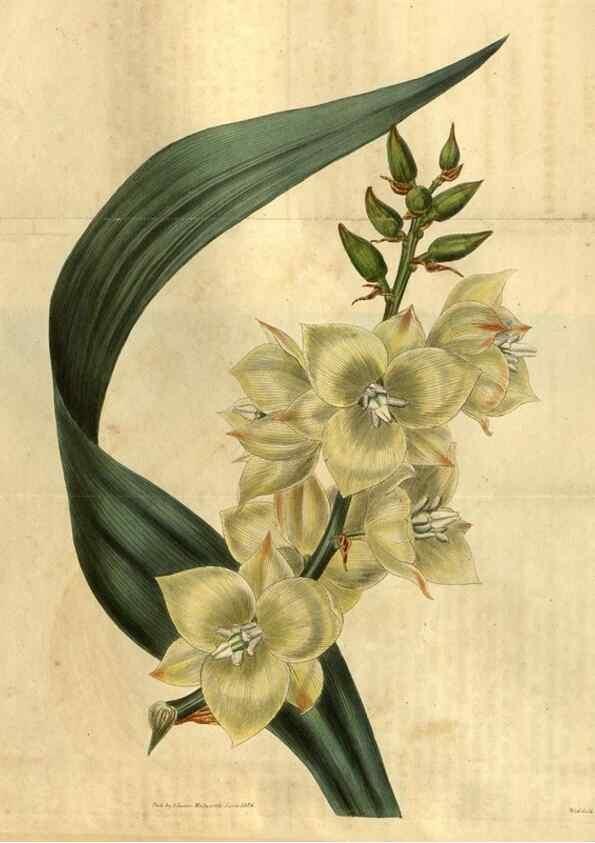 Reproducción/Reproduction 35207905996: Curtis's botanical magazine.. London ; New York [etc.] :Academic Press [etc.]