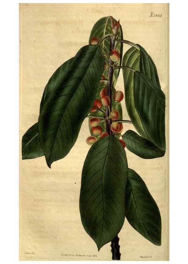 Reproducción/Reproduction 35118194661: Curtis's botanical magazine.. London ; New York [etc.] :Academic Press [etc.]