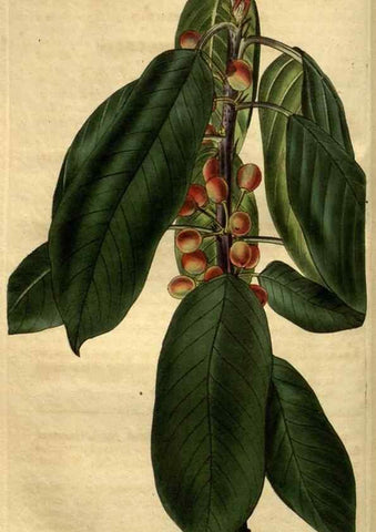 Reproducción/Reproduction 35118194661: Curtis's botanical magazine.. London ; New York [etc.] :Academic Press [etc.]