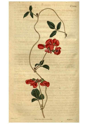 Reproducción/Reproduction 35118197491: Curtis's botanical magazine.. London ; New York [etc.] :Academic Press [etc.]