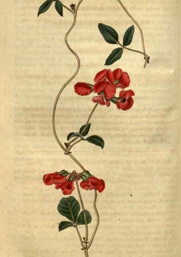 Reproducción/Reproduction 35118197491: Curtis's botanical magazine.. London ; New York [etc.] :Academic Press [etc.]
