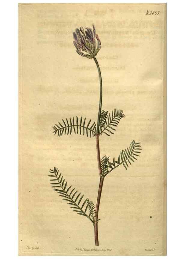 Reproducción/Reproduction 35118199951: Curtis's botanical magazine.. London ; New York [etc.] :Academic Press [etc.]