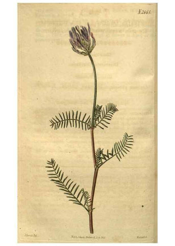 Reproducción/Reproduction 35118199951: Curtis's botanical magazine.. London ; New York [etc.] :Academic Press [etc.]