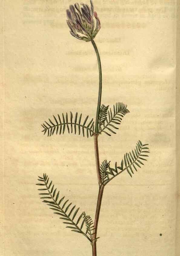 Reproducción/Reproduction 35118199951: Curtis's botanical magazine.. London ; New York [etc.] :Academic Press [etc.]