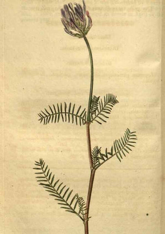 Reproducción/Reproduction 35118199951: Curtis's botanical magazine.. London ; New York [etc.] :Academic Press [etc.]
