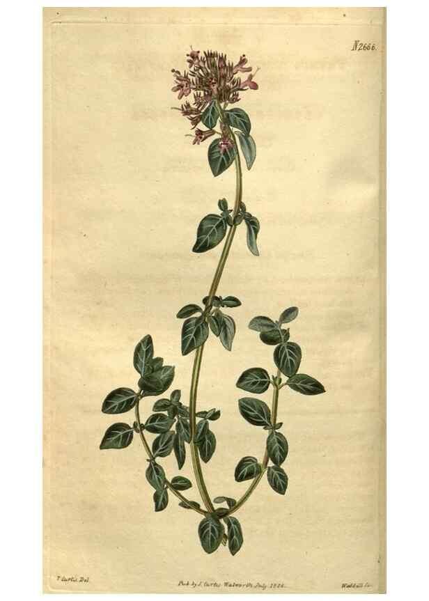 Reproducción/Reproduction 34403962154: Curtis's botanical magazine.. London ; New York [etc.] :Academic Press [etc.]