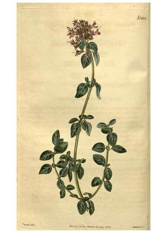 Reproducción/Reproduction 34403962154: Curtis's botanical magazine.. London ; New York [etc.] :Academic Press [etc.]