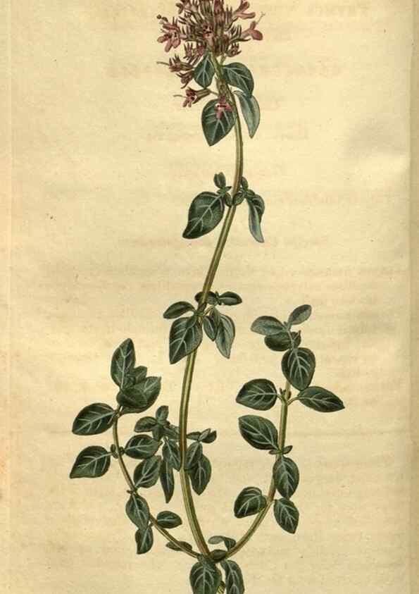 Reproducción/Reproduction 34403962154: Curtis's botanical magazine.. London ; New York [etc.] :Academic Press [etc.]