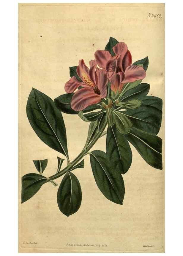 Reproducción/Reproduction 35118204721: Curtis's botanical magazine.. London ; New York [etc.] :Academic Press [etc.]
