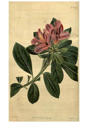 Reproducción/Reproduction 35118204721: Curtis's botanical magazine.. London ; New York [etc.] :Academic Press [etc.]