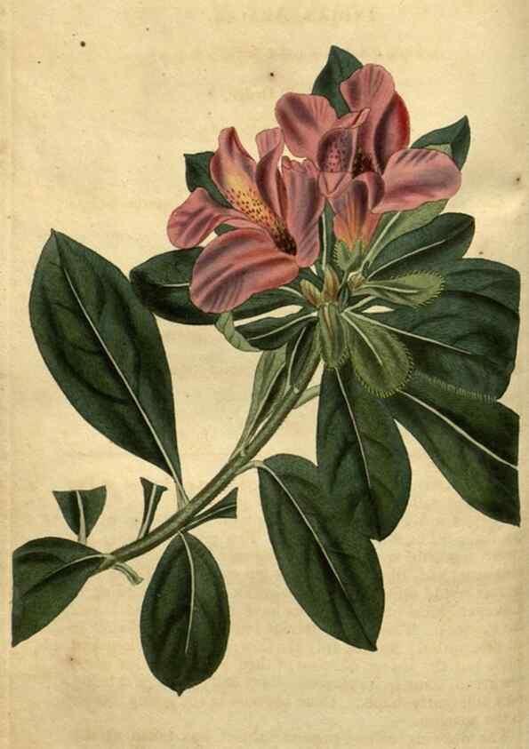 Reproducción/Reproduction 35118204721: Curtis's botanical magazine.. London ; New York [etc.] :Academic Press [etc.]