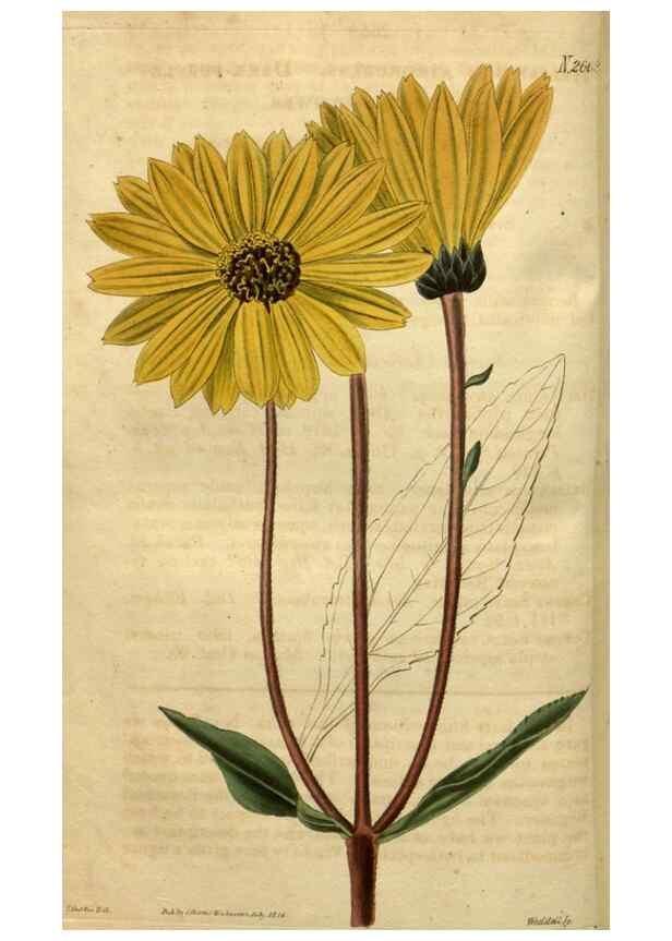 Reproducción/Reproduction 35247902065: Curtis's botanical magazine.. London ; New York [etc.] :Academic Press [etc.]