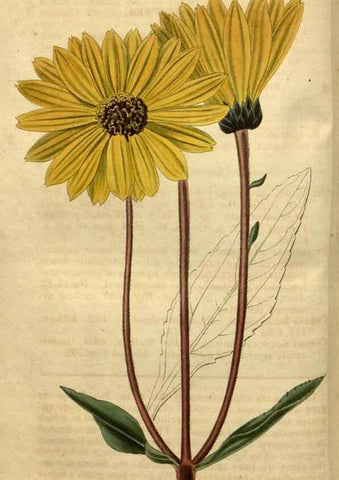 Reproducción/Reproduction 35247902065: Curtis's botanical magazine.. London ; New York [etc.] :Academic Press [etc.]
