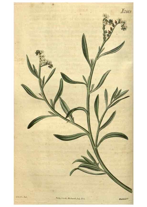 Reproducción/Reproduction 35247904575: Curtis's botanical magazine.. London ; New York [etc.] :Academic Press [etc.]