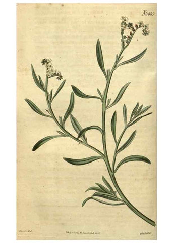 Reproducción/Reproduction 35247904575: Curtis's botanical magazine.. London ; New York [etc.] :Academic Press [etc.]