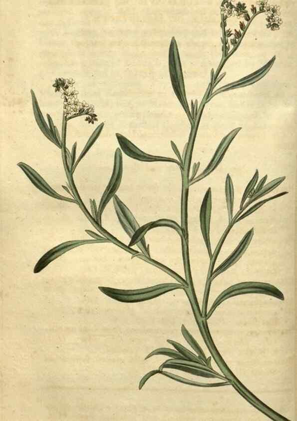 Reproducción/Reproduction 35247904575: Curtis's botanical magazine.. London ; New York [etc.] :Academic Press [etc.]