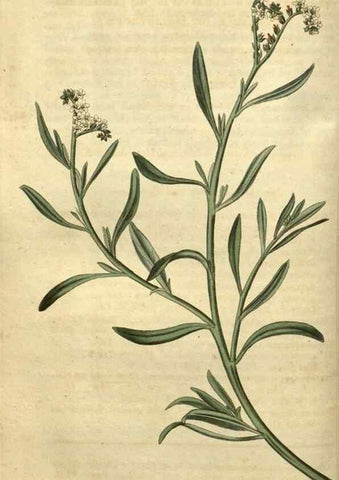 Reproducción/Reproduction 35247904575: Curtis's botanical magazine.. London ; New York [etc.] :Academic Press [etc.]