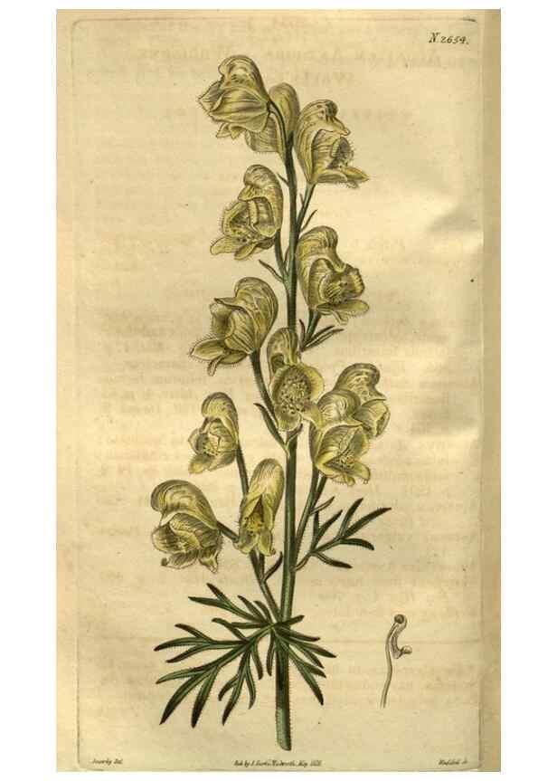 Reproducción/Reproduction 34403933224: Curtis's botanical magazine.. London ; New York [etc.] :Academic Press [etc.]