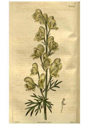 Reproducción/Reproduction 34403933224: Curtis's botanical magazine.. London ; New York [etc.] :Academic Press [etc.]
