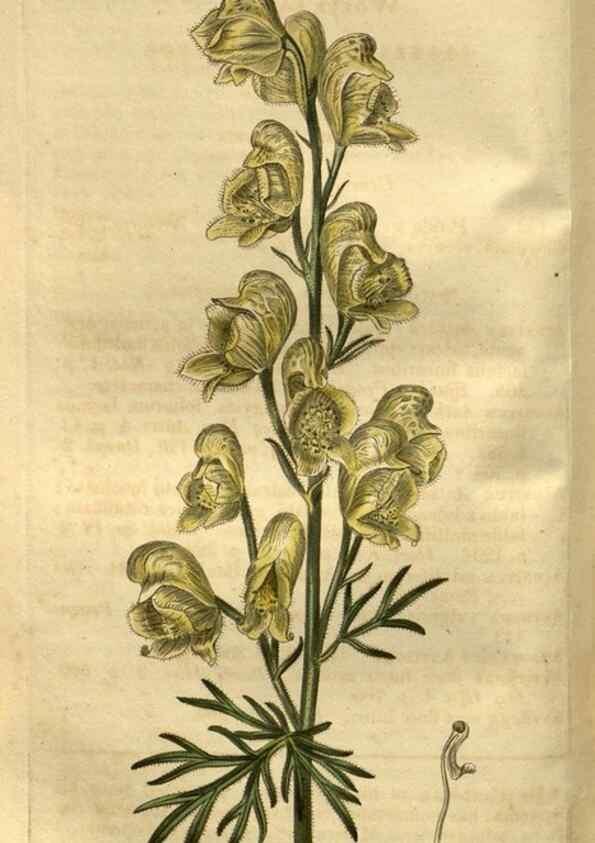 Reproducción/Reproduction 34403933224: Curtis's botanical magazine.. London ; New York [etc.] :Academic Press [etc.]