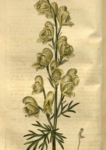 Reproducción/Reproduction 34403933224: Curtis's botanical magazine.. London ; New York [etc.] :Academic Press [etc.]