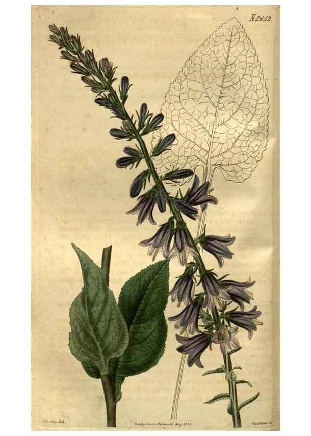 Reproducción/Reproduction 35082582392: Curtis's botanical magazine.. London ; New York [etc.] :Academic Press [etc.]