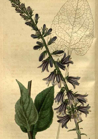 Reproducción/Reproduction 35082582392: Curtis's botanical magazine.. London ; New York [etc.] :Academic Press [etc.]