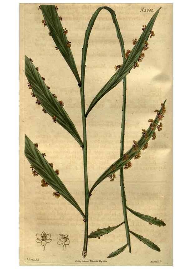 Reproducción/Reproduction 35082578992: Curtis's botanical magazine.. London ; New York [etc.] :Academic Press [etc.]