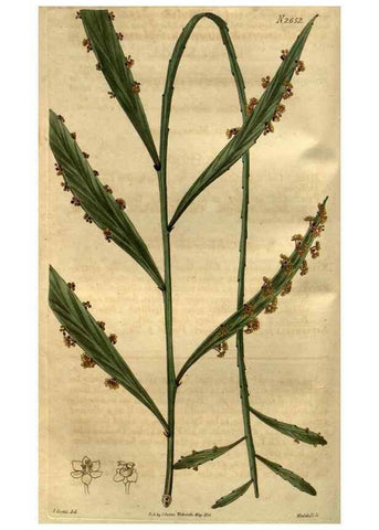 Reproducción/Reproduction 35082578992: Curtis's botanical magazine.. London ; New York [etc.] :Academic Press [etc.]