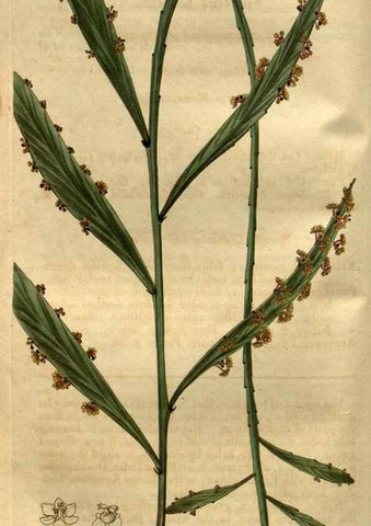 Reproducción/Reproduction 35082578992: Curtis's botanical magazine.. London ; New York [etc.] :Academic Press [etc.]