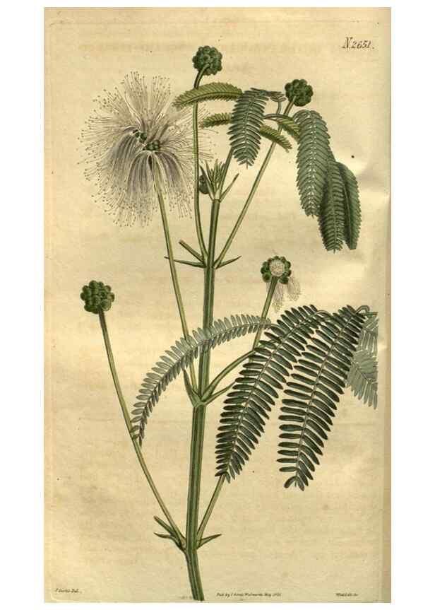 Reproducción/Reproduction 35082576042: Curtis's botanical magazine.. London ; New York [etc.] :Academic Press [etc.]