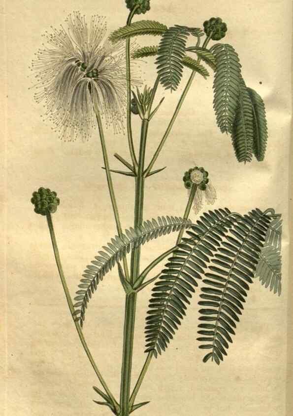 Reproducción/Reproduction 35082576042: Curtis's botanical magazine.. London ; New York [etc.] :Academic Press [etc.]