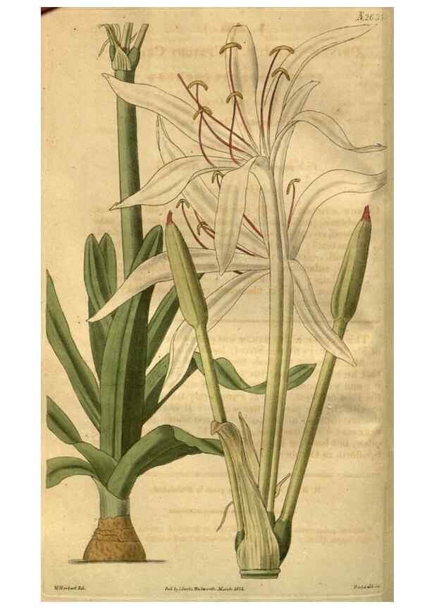 Reproducción/Reproduction 35118115511: Curtis's botanical magazine.. London ; New York [etc.] :Academic Press [etc.]