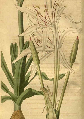 Reproducción/Reproduction 35118115511: Curtis's botanical magazine.. London ; New York [etc.] :Academic Press [etc.]