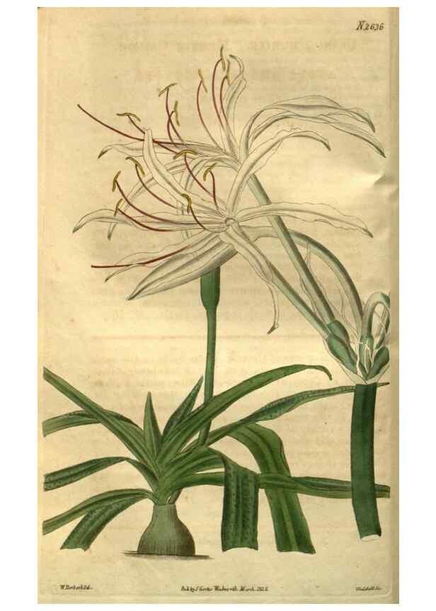 Reproducción/Reproduction 35118119231: Curtis's botanical magazine.. London ; New York [etc.] :Academic Press [etc.]