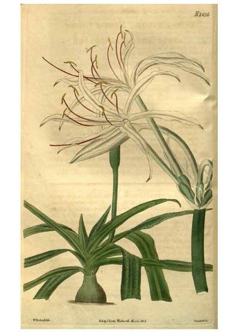 Reproducción/Reproduction 35118119231: Curtis's botanical magazine.. London ; New York [etc.] :Academic Press [etc.]