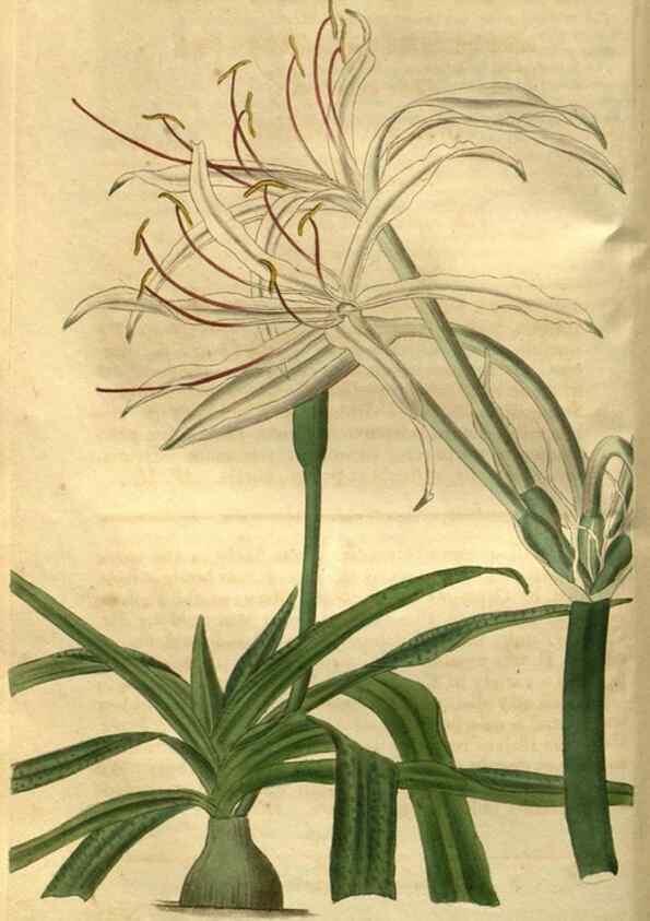 Reproducción/Reproduction 35118119231: Curtis's botanical magazine.. London ; New York [etc.] :Academic Press [etc.]