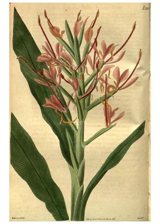 Reproducción/Reproduction 34438867513: Curtis's botanical magazine.. London ; New York [etc.] :Academic Press [etc.]
