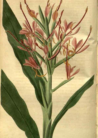 Reproducción/Reproduction 34438867513: Curtis's botanical magazine.. London ; New York [etc.] :Academic Press [etc.]