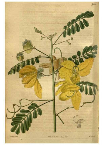Reproducción/Reproduction 34438870303: Curtis's botanical magazine.. London ; New York [etc.] :Academic Press [etc.]