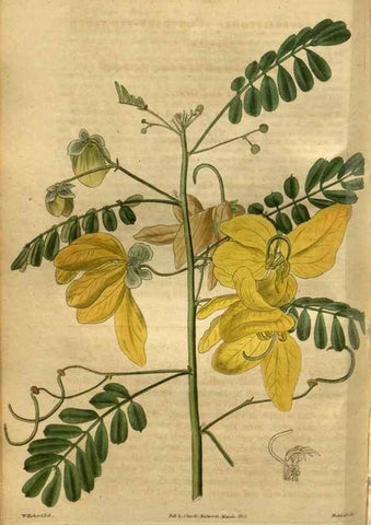 Reproducción/Reproduction 34438870303: Curtis's botanical magazine.. London ; New York [etc.] :Academic Press [etc.]
