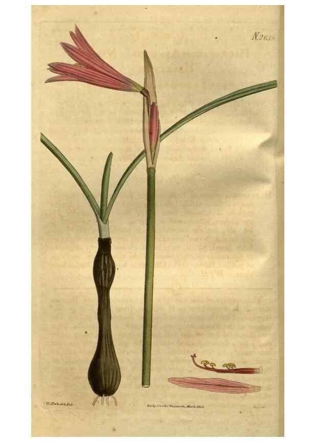 Reproducción/Reproduction 34438872993: Curtis's botanical magazine.. London ; New York [etc.] :Academic Press [etc.]