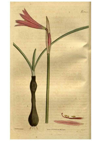 Reproducción/Reproduction 34438872993: Curtis's botanical magazine.. London ; New York [etc.] :Academic Press [etc.]