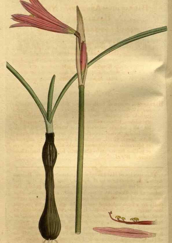 Reproducción/Reproduction 34438872993: Curtis's botanical magazine.. London ; New York [etc.] :Academic Press [etc.]