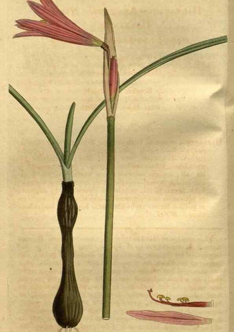 Reproducción/Reproduction 34438872993: Curtis's botanical magazine.. London ; New York [etc.] :Academic Press [etc.]