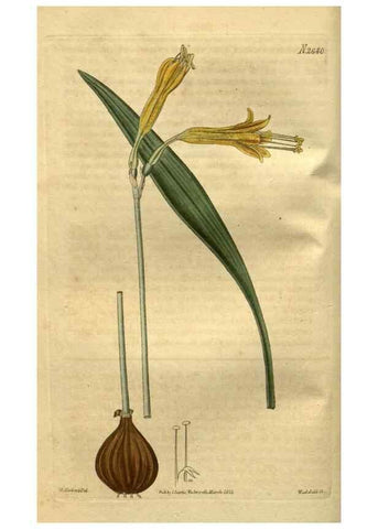 Reproducción/Reproduction 35118132331: Curtis's botanical magazine.. London ; New York [etc.] :Academic Press [etc.]