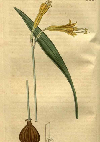 Reproducción/Reproduction 35118132331: Curtis's botanical magazine.. London ; New York [etc.] :Academic Press [etc.]